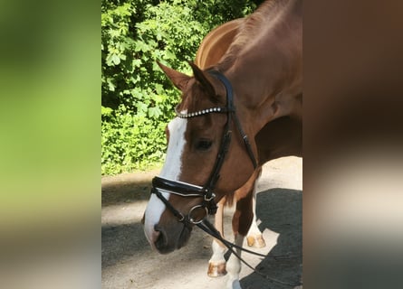 Niemiecki koń sportowy, Wałach, 11 lat, 174 cm, Kasztanowata