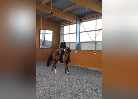 Niemiecki koń sportowy, Wałach, 11 lat, 175 cm, Ciemnokasztanowata