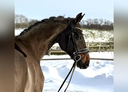 Niemiecki koń sportowy, Wałach, 12 lat, 165 cm, Gniada