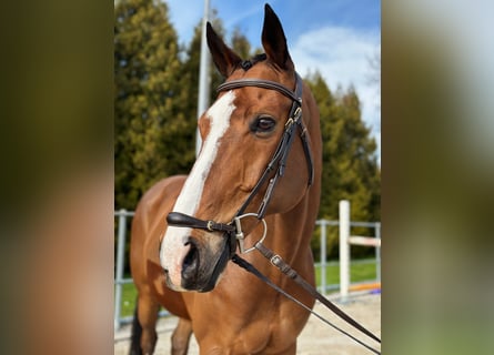 Niemiecki koń sportowy, Wałach, 12 lat, 168 cm, Gniada