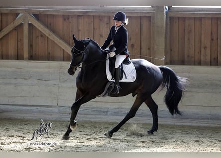 Niemiecki koń sportowy, Wałach, 12 lat, 170 cm, Skarogniada