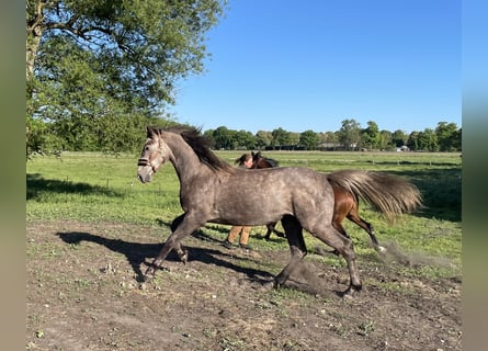 Niemiecki koń sportowy, Wałach, 2 lat, 170 cm, Siwa