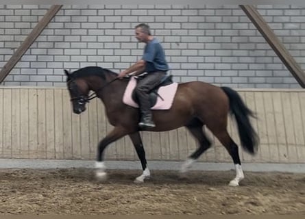 Niemiecki koń sportowy, Wałach, 3 lat, 161 cm, Gniada