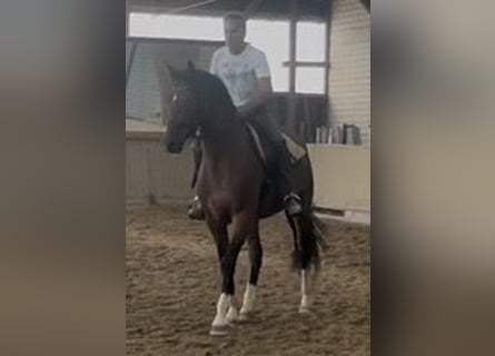 Niemiecki koń sportowy, Wałach, 3 lat, 163 cm, Gniada