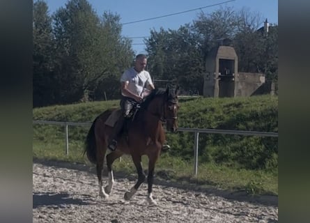 Niemiecki koń sportowy, Wałach, 3 lat, 163 cm, Gniada