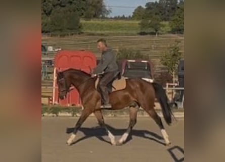 Niemiecki koń sportowy, Wałach, 3 lat, 163 cm, Gniada