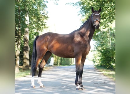 Niemiecki koń sportowy, Wałach, 3 lat, 165 cm, Ciemnogniada
