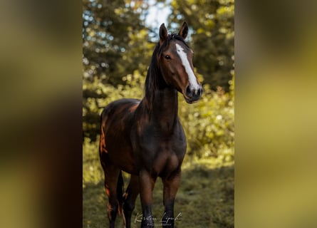 Niemiecki koń sportowy, Wałach, 3 lat, 165 cm, Gniada