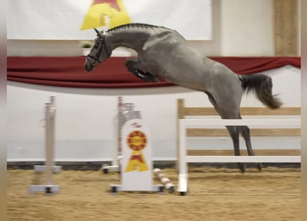 Niemiecki koń sportowy, Wałach, 3 lat, 165 cm, Siwa