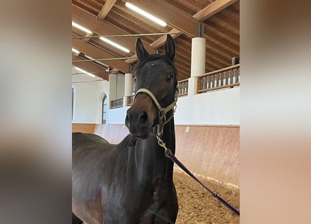 Niemiecki koń sportowy, Wałach, 3 lat, 166 cm, Ciemnogniada