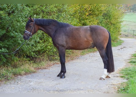 Niemiecki koń sportowy, Wałach, 3 lat, 168 cm, Ciemnogniada