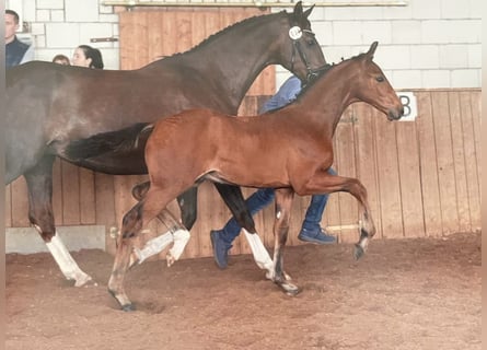 Niemiecki koń sportowy, Wałach, 3 lat, 168 cm, Gniada