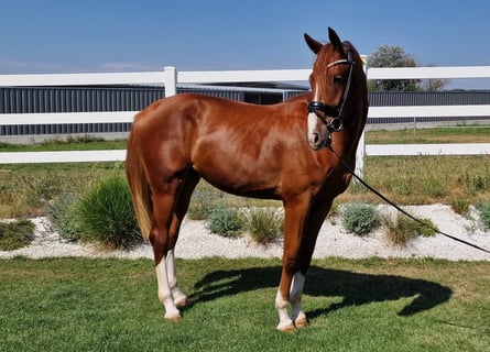 Niemiecki koń sportowy, Wałach, 3 lat, 168 cm, Kasztanowata