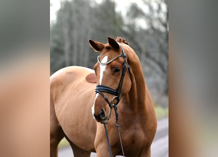 Niemiecki koń sportowy, Wałach, 3 lat, 168 cm, Kasztanowata