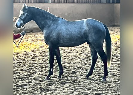 Niemiecki koń sportowy, Wałach, 3 lat, 169 cm, Siwa