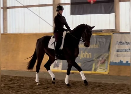 Niemiecki koń sportowy, Wałach, 3 lat, 170 cm, Ciemnogniada