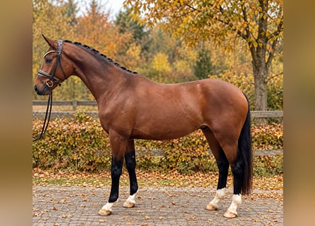Niemiecki koń sportowy, Wałach, 3 lat, 170 cm, Gniada