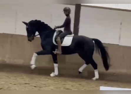 Niemiecki koń sportowy, Wałach, 3 lat, 170 cm, Skarogniada