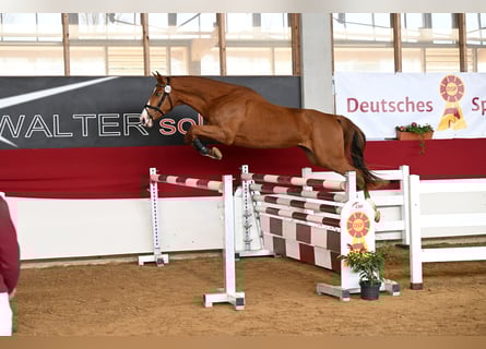 Niemiecki koń sportowy, Wałach, 3 lat, 171 cm, Kasztanowata