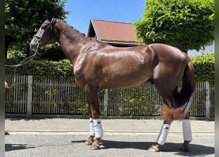 Niemiecki koń sportowy, Wałach, 3 lat, 176 cm, Ciemnokasztanowata