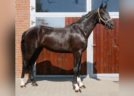 Niemiecki koń sportowy, Wałach, 3 lat, 181 cm