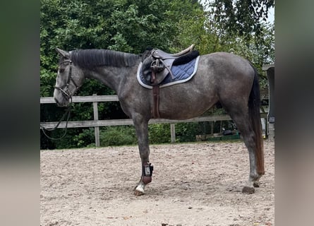 Niemiecki koń sportowy, Wałach, 4 lat, 157 cm, Karosiwa