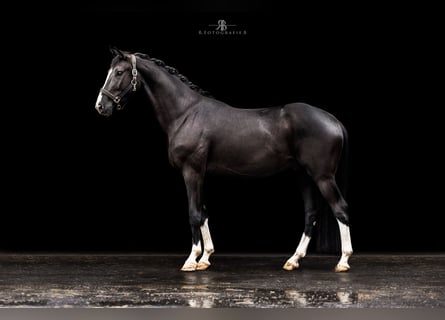 Niemiecki koń sportowy, Wałach, 4 lat, 158 cm, Kara