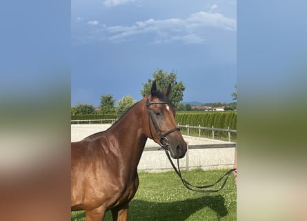 Niemiecki koń sportowy, Wałach, 4 lat, 161 cm, Gniada
