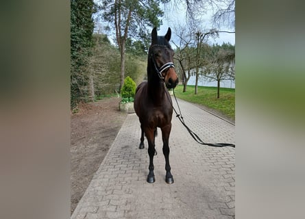 Niemiecki koń sportowy, Wałach, 4 lat, 163 cm, Ciemnogniada