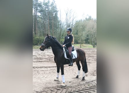 Niemiecki koń sportowy, Wałach, 4 lat, 163 cm, Ciemnogniada