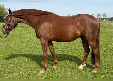 Niemiecki koń sportowy, Wałach, 4 lat, 163 cm, Ciemnokasztanowata