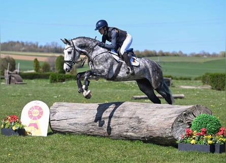 Niemiecki koń sportowy, Wałach, 4 lat, 163 cm, Siwa
