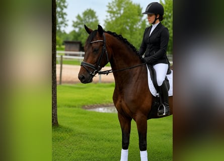 Niemiecki koń sportowy, Wałach, 4 lat, 164 cm, Ciemnogniada
