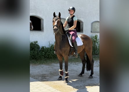 Niemiecki koń sportowy, Wałach, 4 lat, 164 cm, Gniada