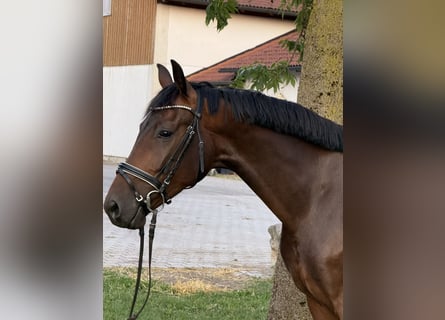 Niemiecki koń sportowy, Wałach, 4 lat, 164 cm, Gniada