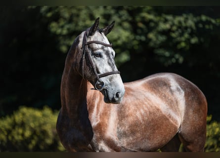 Niemiecki koń sportowy, Wałach, 4 lat, 164 cm, Siwa