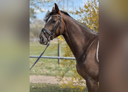 Niemiecki koń sportowy, Wałach, 4 lat, 165 cm, Ciemnokasztanowata