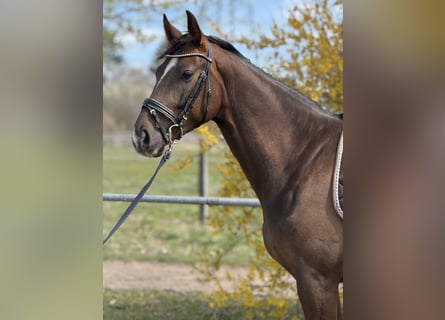 Niemiecki koń sportowy, Wałach, 4 lat, 165 cm, Ciemnokasztanowata