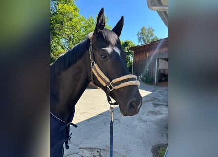 Niemiecki koń sportowy, Wałach, 4 lat, 165 cm, Kara