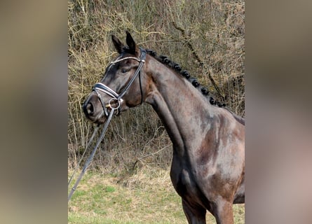 Niemiecki koń sportowy, Wałach, 4 lat, 166 cm, Kara