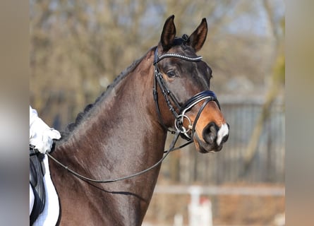 Niemiecki koń sportowy, Wałach, 4 lat, 167 cm, Ciemnogniada