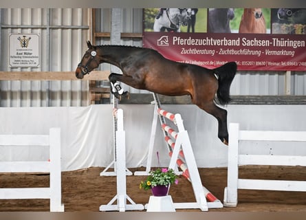 Niemiecki koń sportowy, Wałach, 4 lat, 168 cm, Ciemnogniada