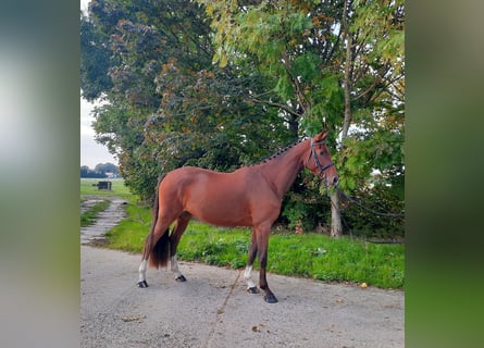 Niemiecki koń sportowy, Wałach, 4 lat, 168 cm, Gniada
