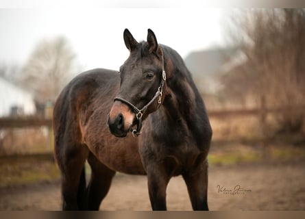 Niemiecki koń sportowy, Wałach, 4 lat, 170 cm, Ciemnogniada