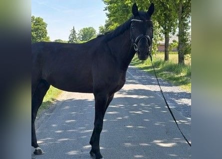 Niemiecki koń sportowy, Wałach, 4 lat, 170 cm, Kara