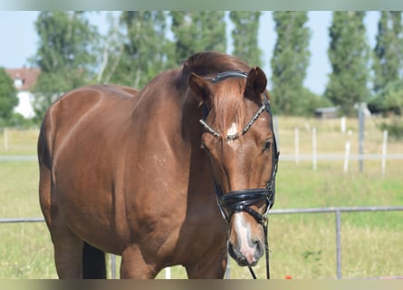 Niemiecki koń sportowy, Wałach, 4 lat, 170 cm, Kasztanowata