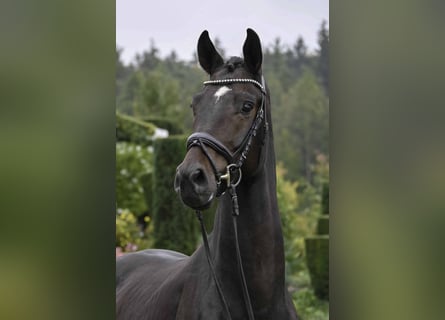 Niemiecki koń sportowy, Wałach, 4 lat, 171 cm, Ciemnogniada