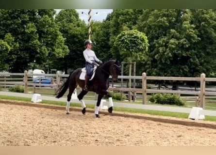Niemiecki koń sportowy, Wałach, 4 lat, 172 cm, Gniada