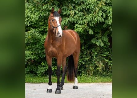 Niemiecki koń sportowy, Wałach, 4 lat, 172 cm, Gniada