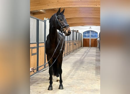 Niemiecki koń sportowy, Wałach, 4 lat, 172 cm, Skarogniada